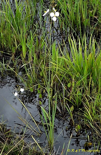 {Sagittaria graminea}
